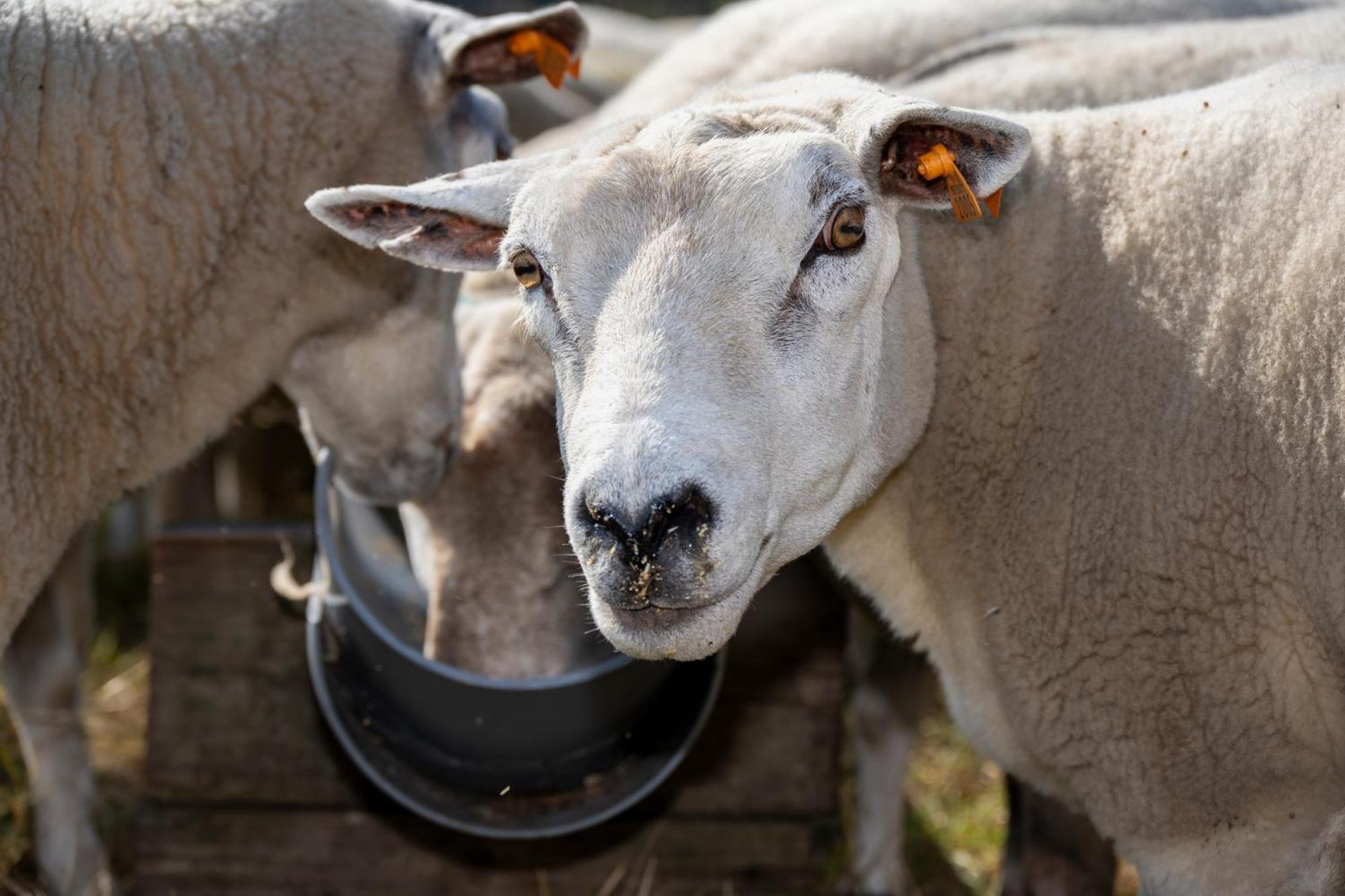 Geetkotmolenhoeve Lochristi Bagian luar foto
